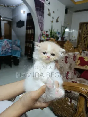 1-3 Months Female Purebred Exotic