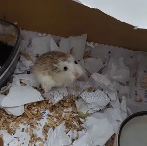 Roborovski Hamster (Pair)