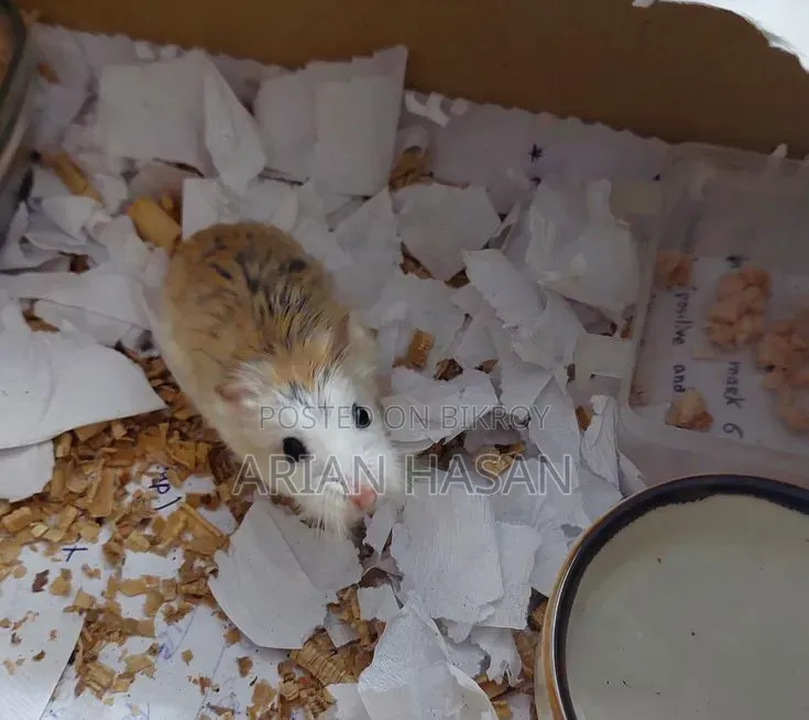 Roborovski Hamster (Pair)