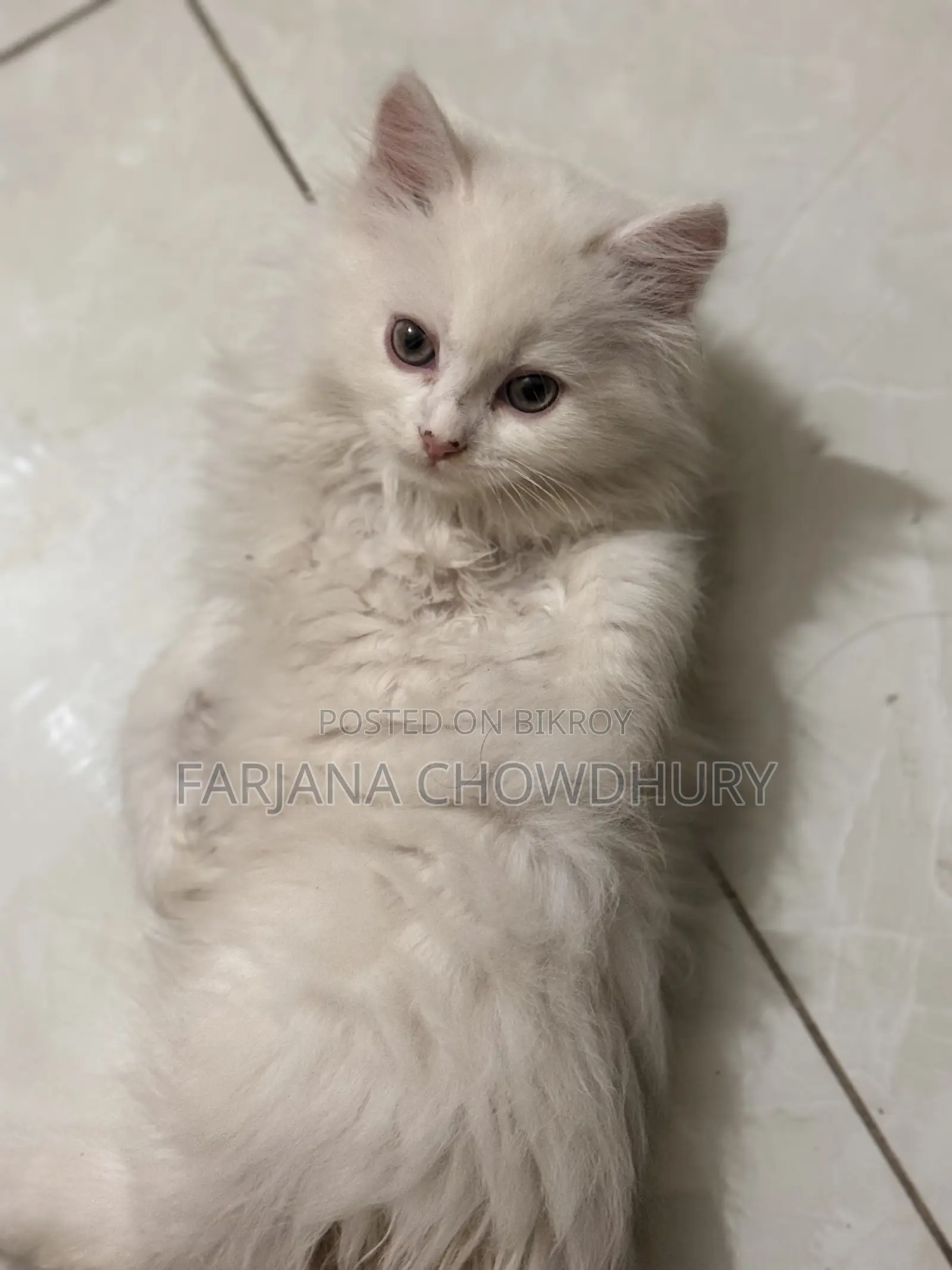 3-6 Months Male Purebred Persian