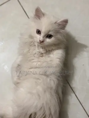3-6 Months Male Purebred Persian