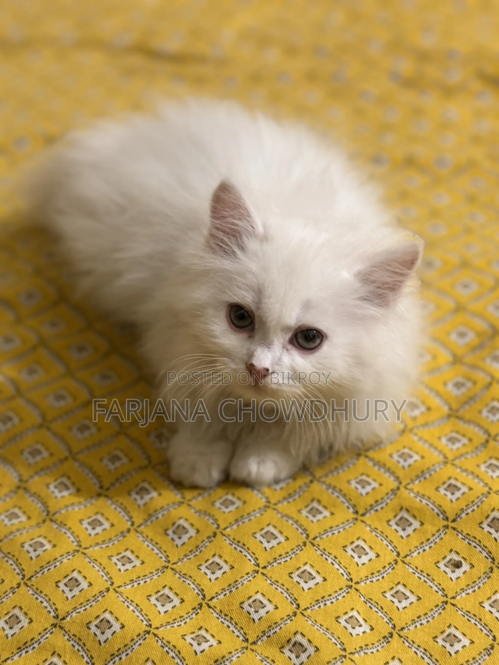 3-6 Months Male Purebred Persian