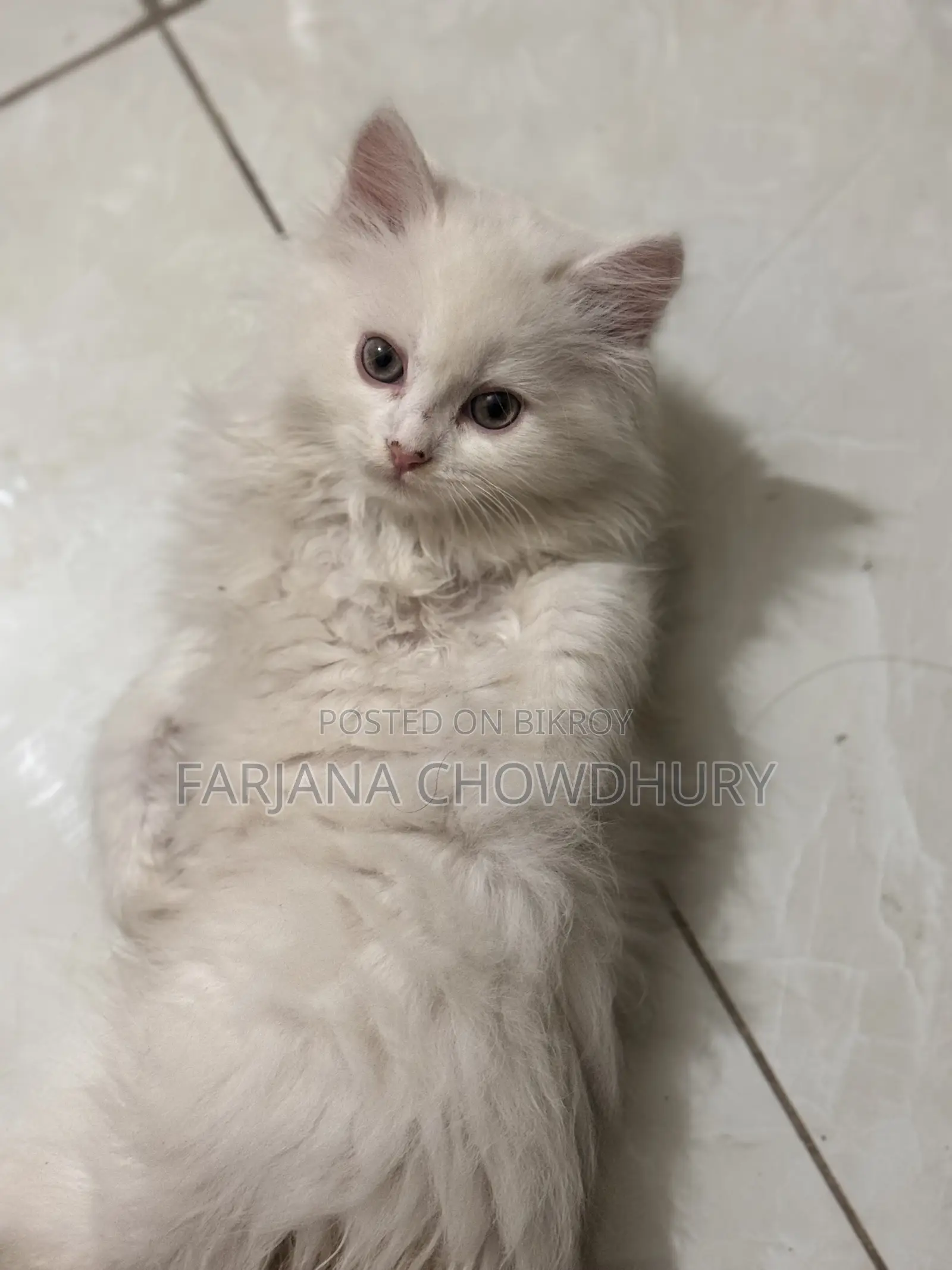3-6 Months Male Purebred Persian