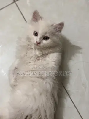 3-6 Months Male Purebred Persian