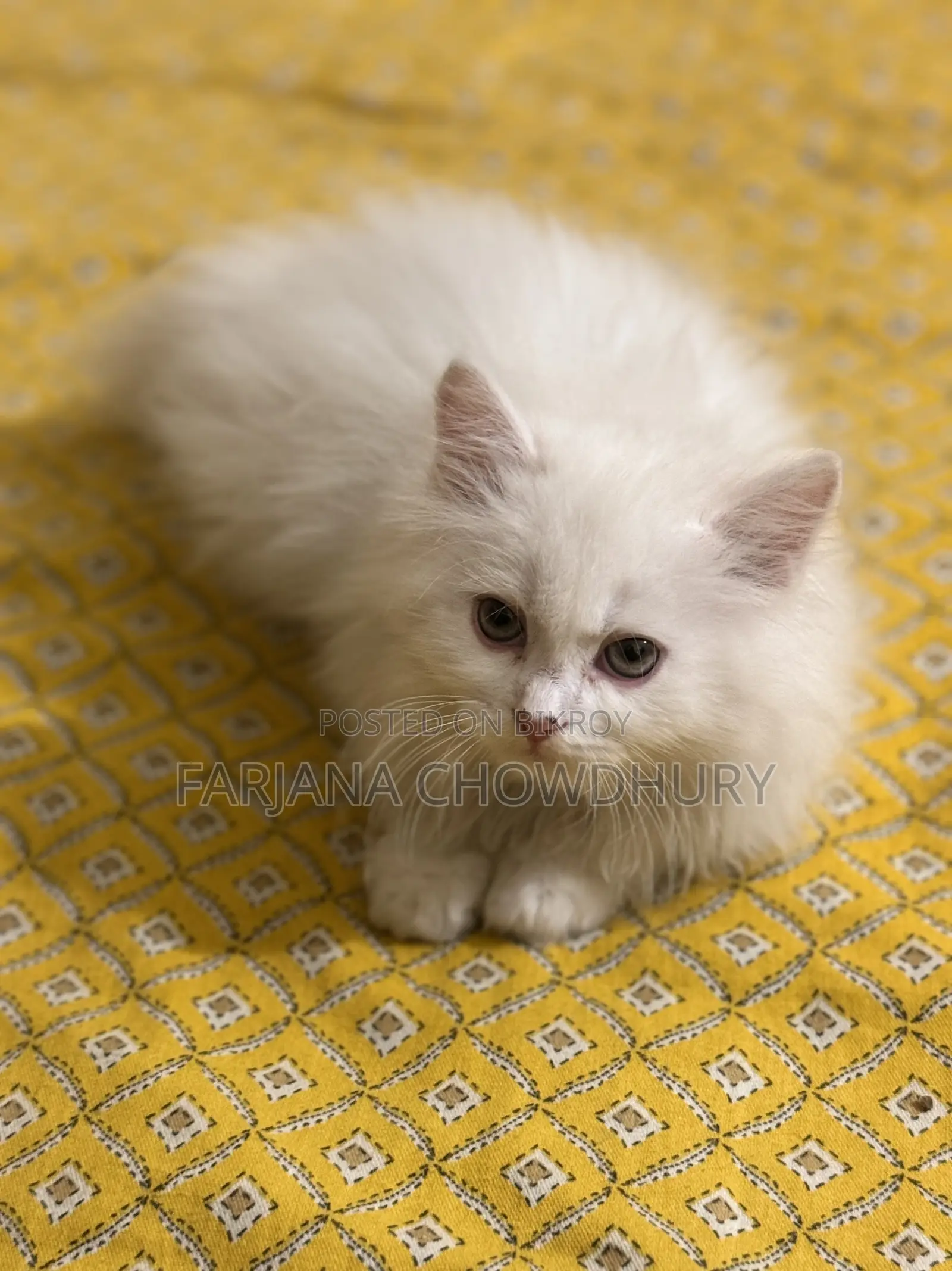 3-6 Months Male Purebred Persian