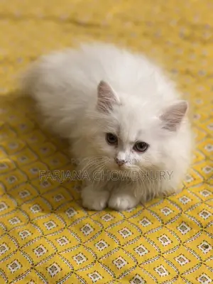 3-6 Months Male Purebred Persian