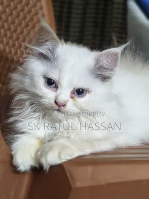3-6 Months Male Purebred Persian