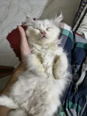 ৩-৬ মাস বয়সী পুরুষ পিওরব্রেড পার্সিয়ান