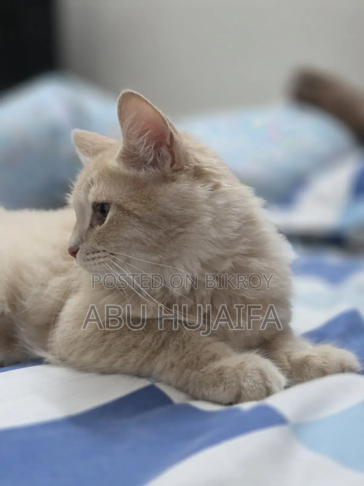 3-6 Months Male Mixed Breed Persian