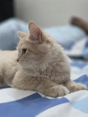 3-6 Months Male Mixed Breed Persian