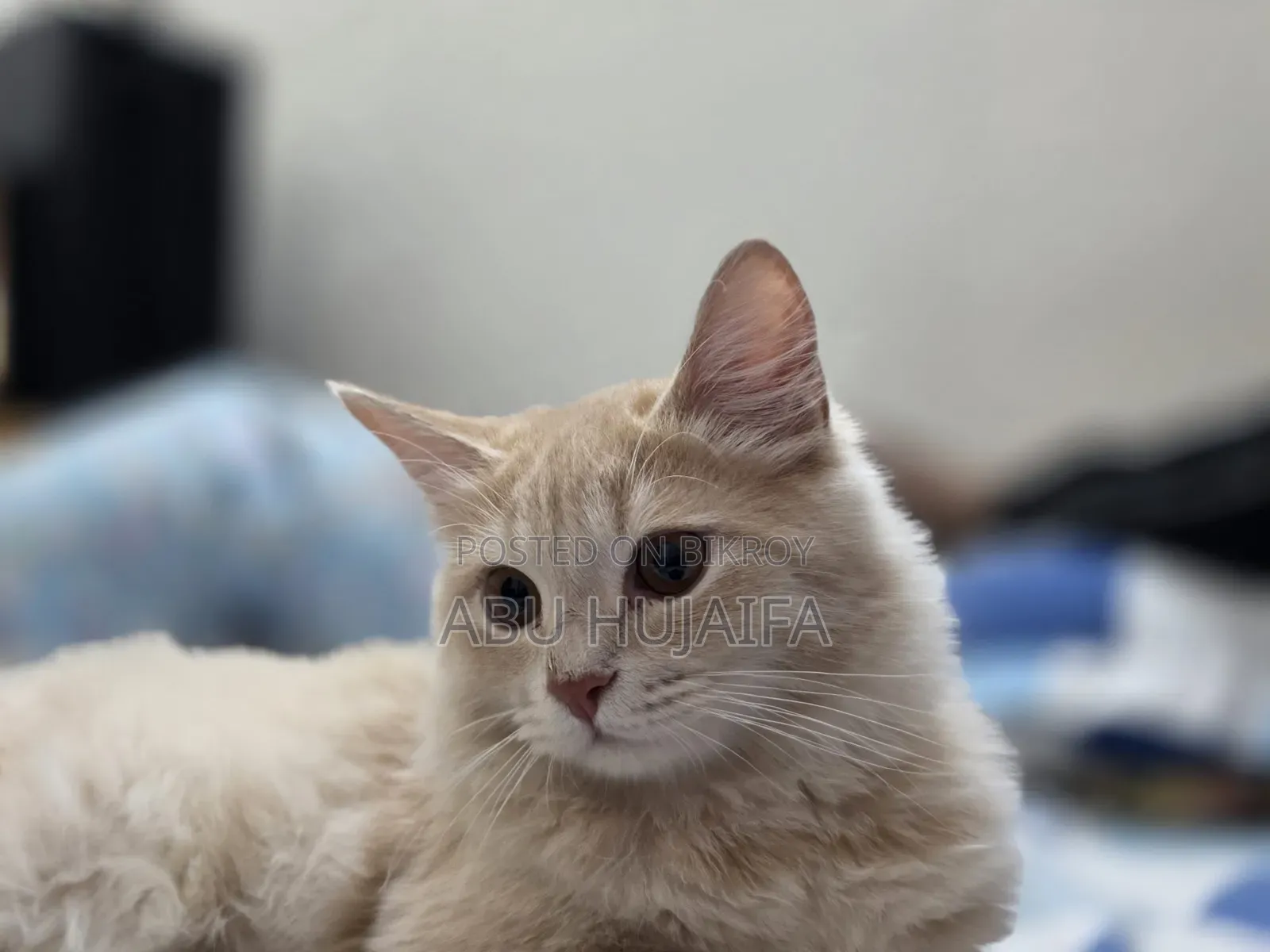 3-6 Months Male Mixed Breed Persian