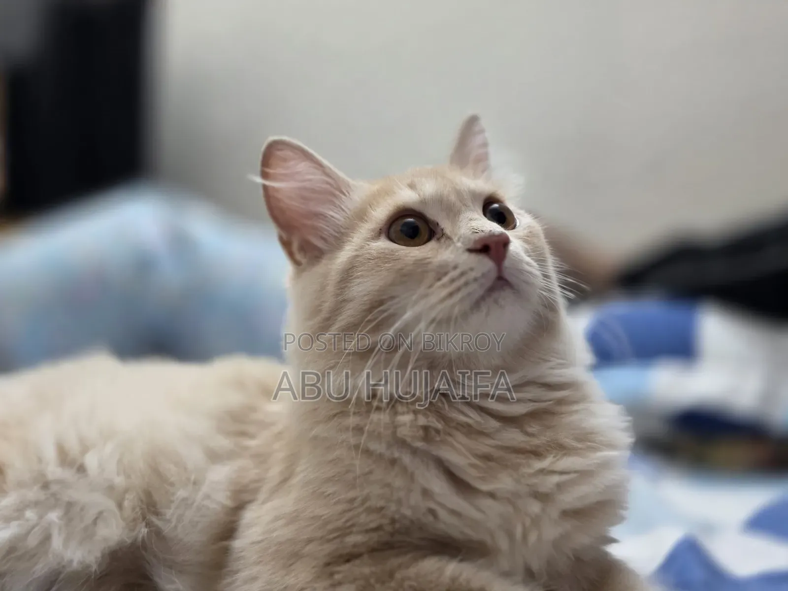 3-6 Months Male Mixed Breed Persian