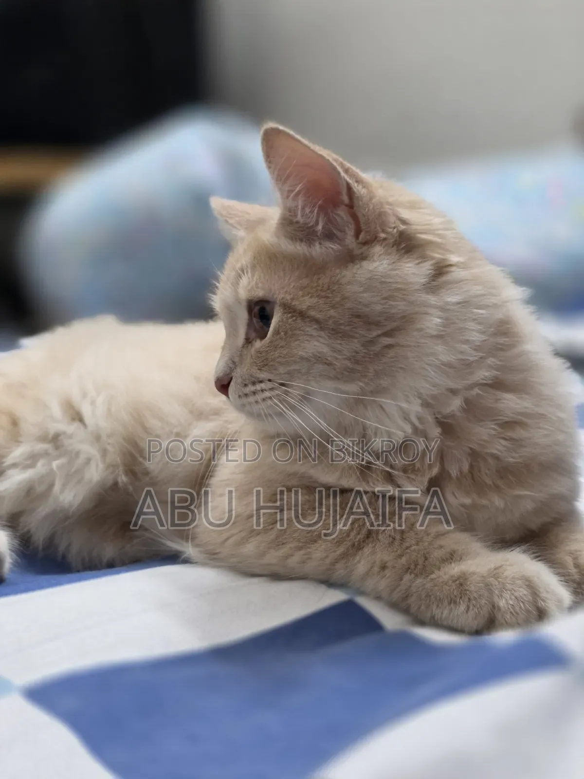 3-6 Months Male Mixed Breed Persian