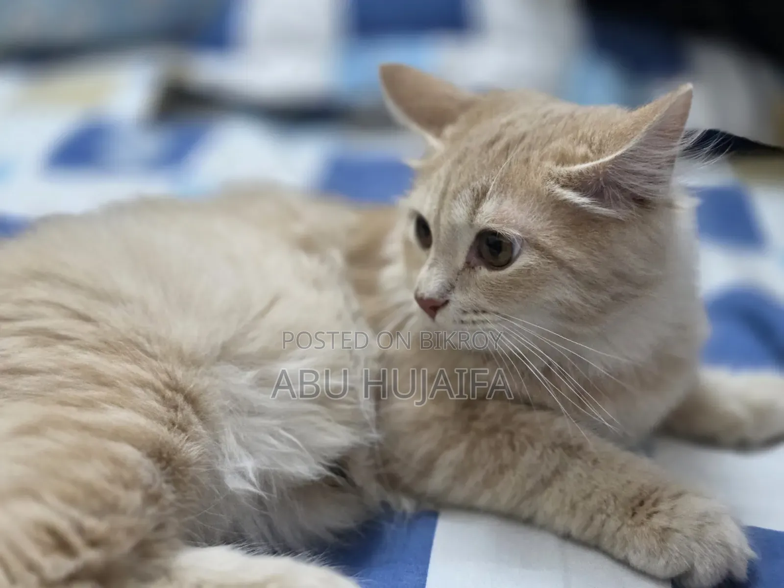 3-6 Months Male Mixed Breed Persian