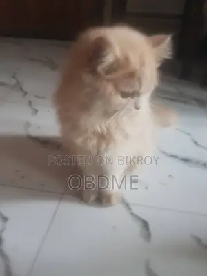 6-12 Months Male Purebred Persian