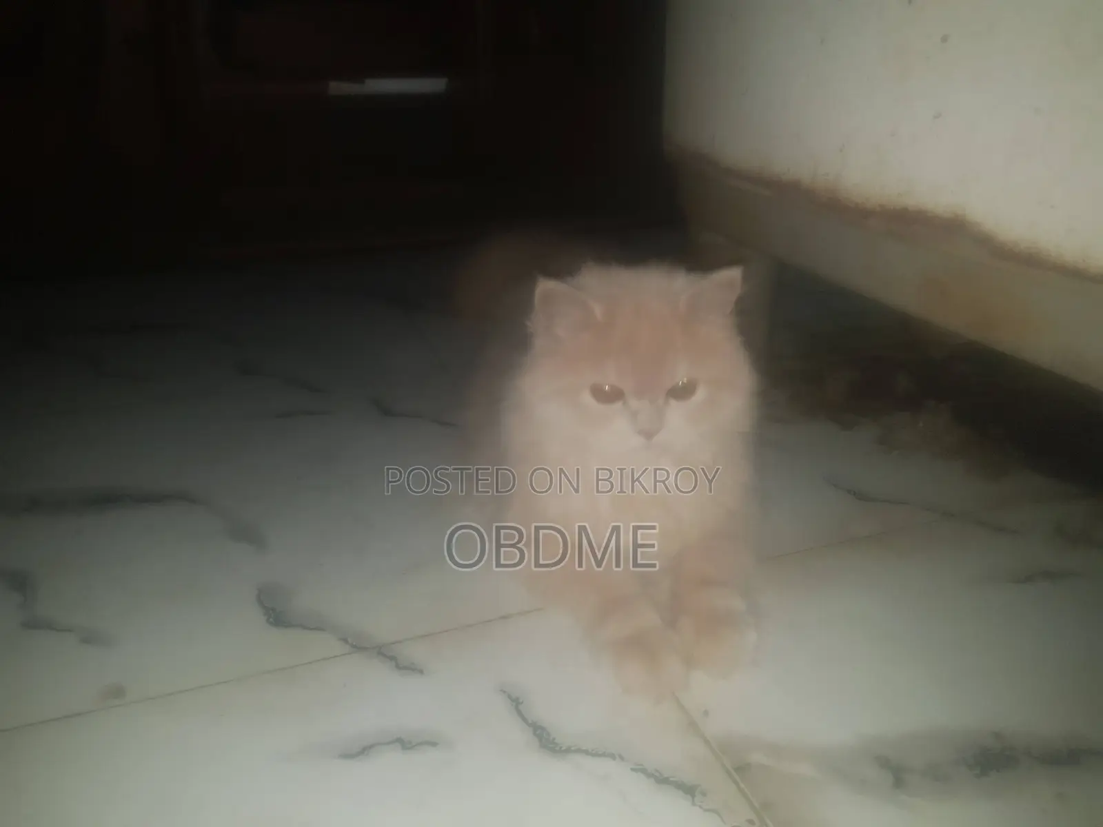 6-12 Months Male Purebred Persian