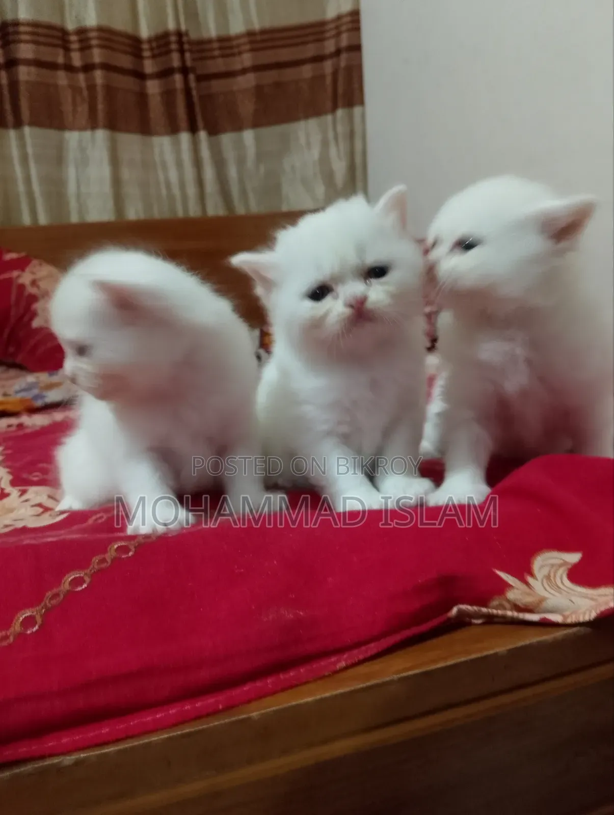 ১-৩ মাস বয়সী পুরুষ পিওরব্রেড পার্সিয়ান