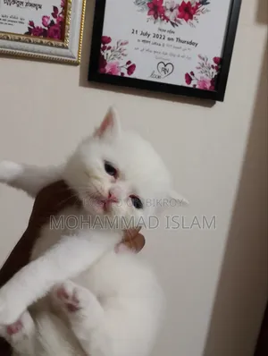 ১-৩ মাস বয়সী পুরুষ পিওরব্রেড পার্সিয়ান