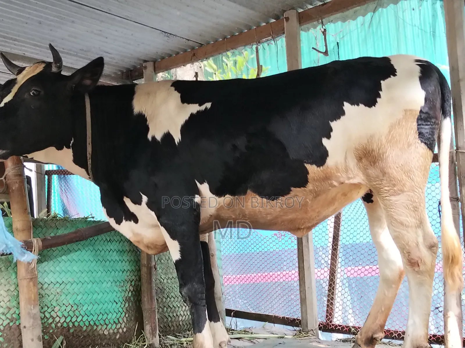 হোলিস্টাইন ফ্রিজিয়ান ক্রস