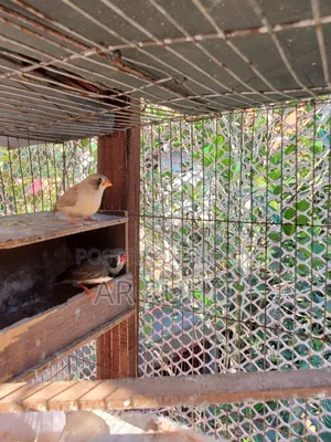 Some Finch birds for sale