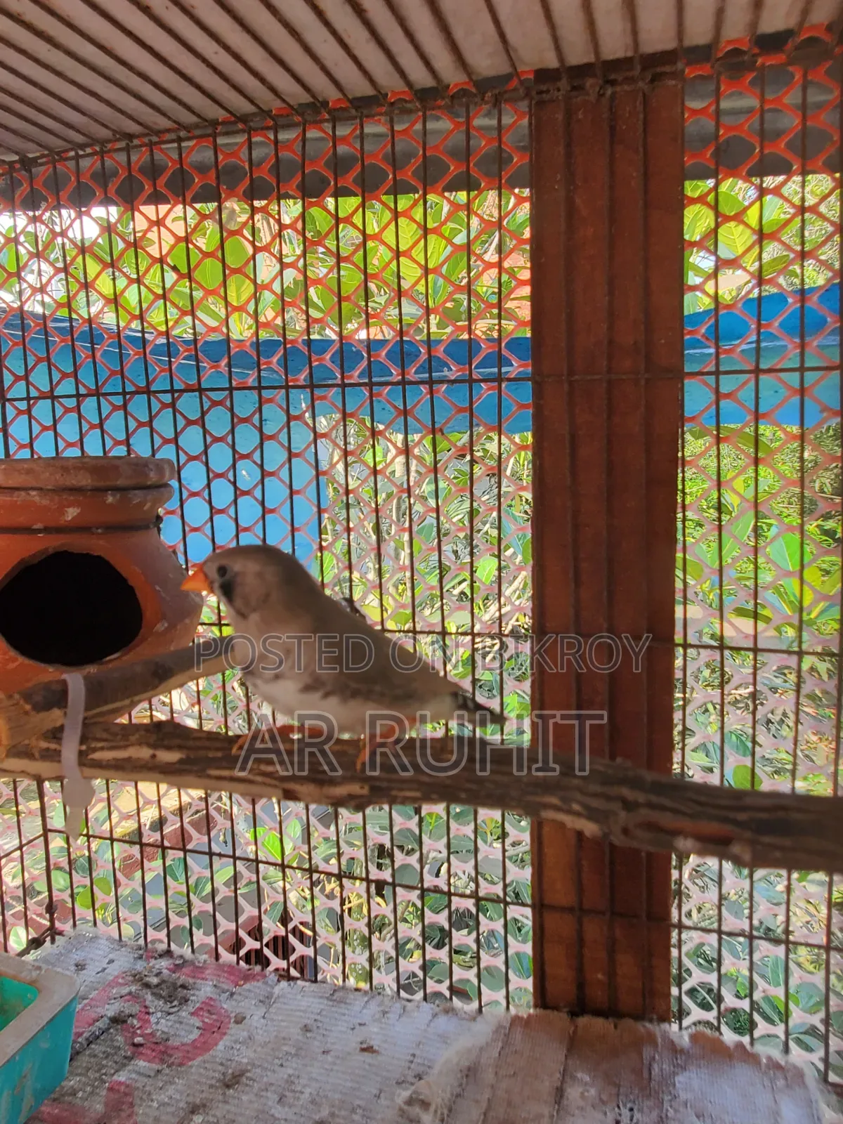 Some Finch birds for sale
