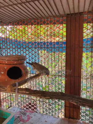 Some Finch birds for sale