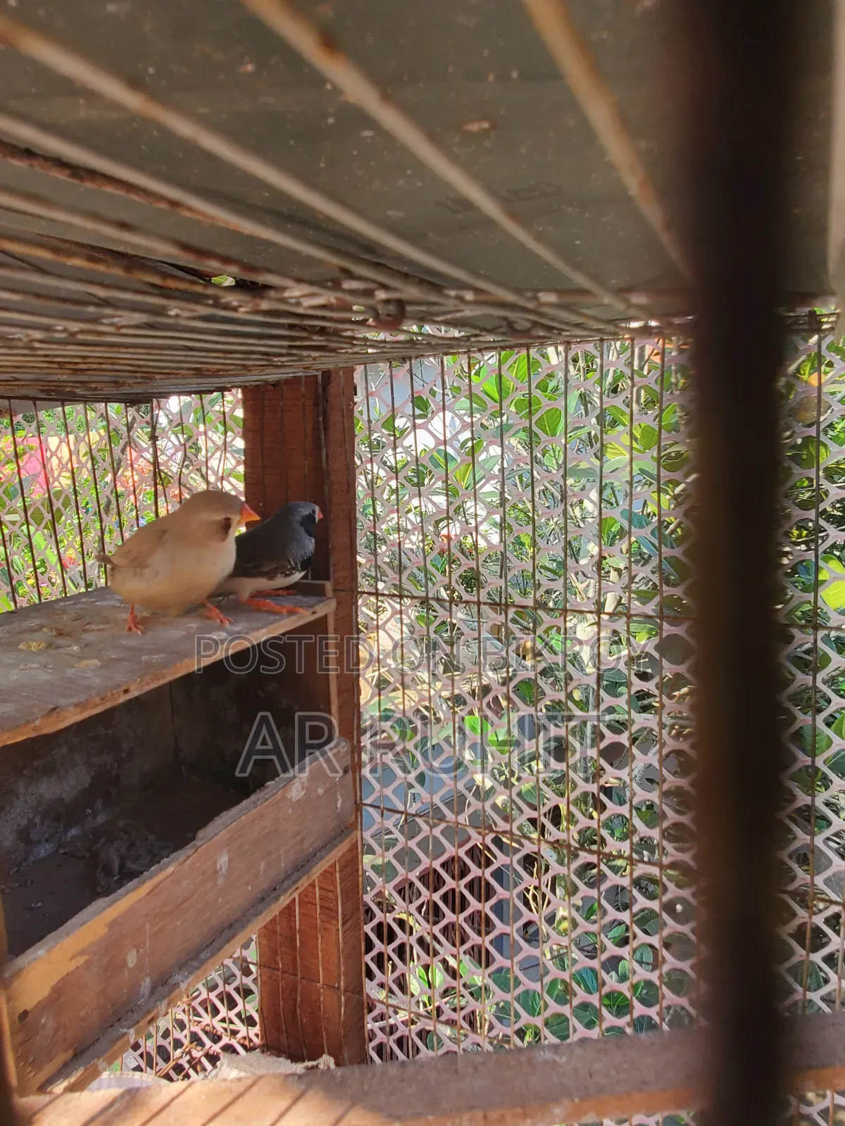 Some Finch birds for sale