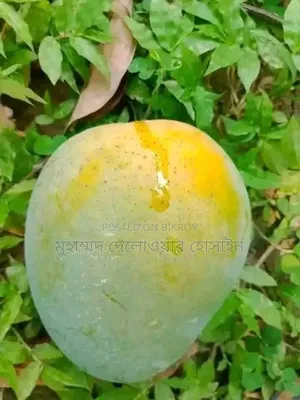 Authentic Himsagar Mangoes from Satkhira