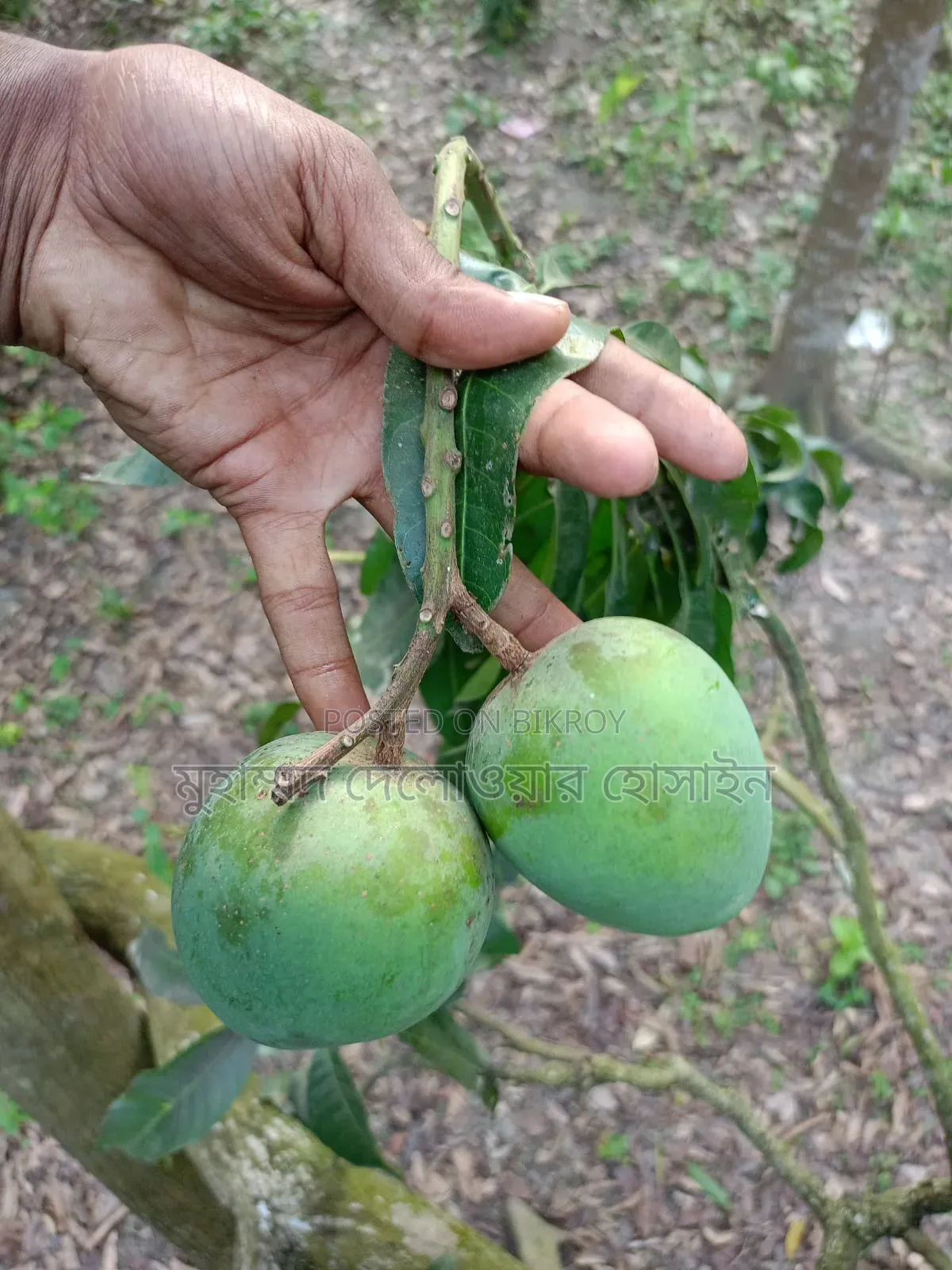 Authentic Himsagar Mangoes from Satkhira