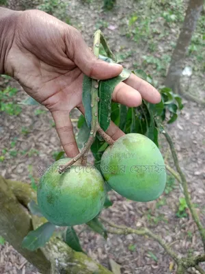 Authentic Himsagar Mangoes from Satkhira