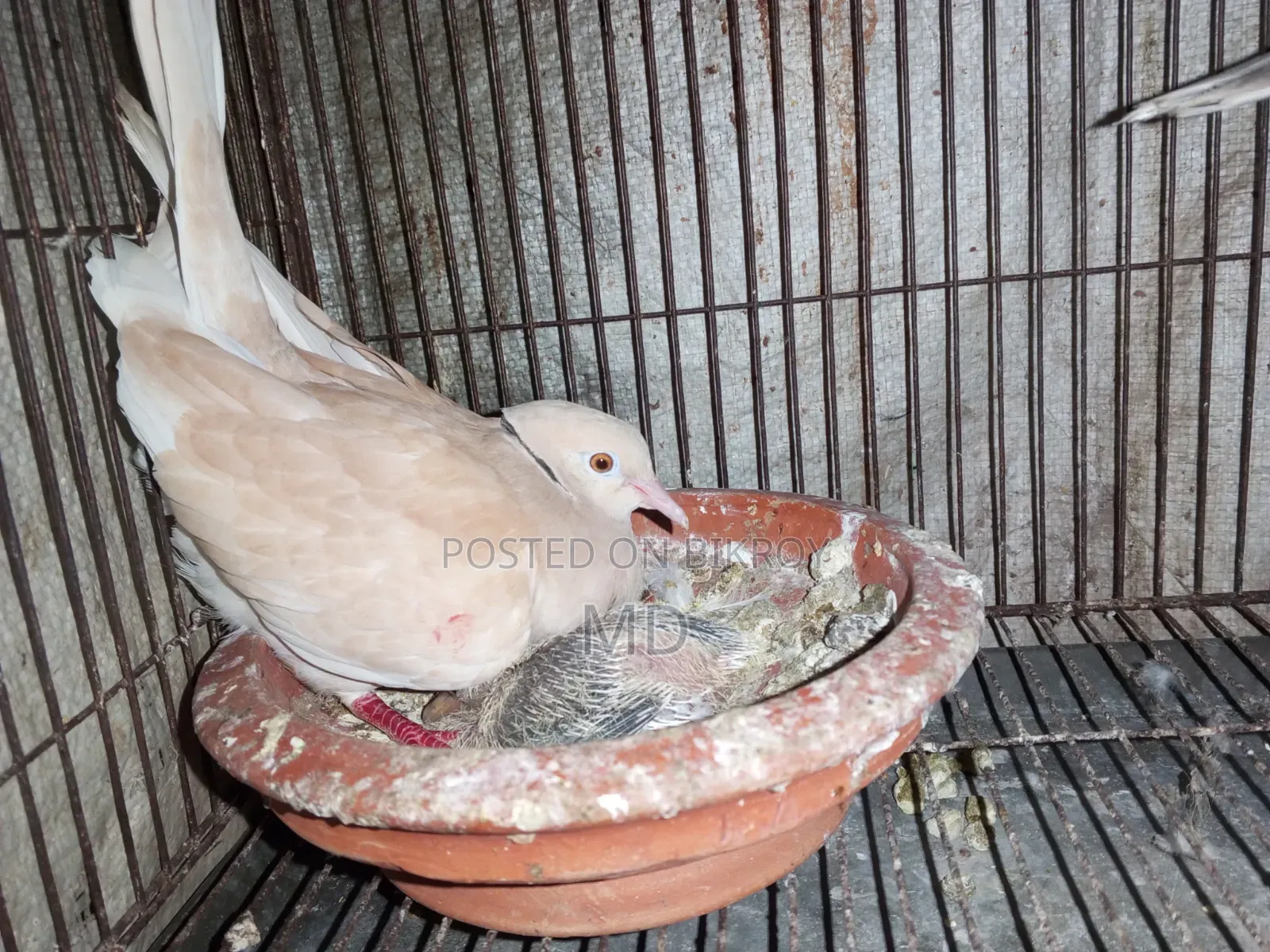 1 Dove bird with chicks