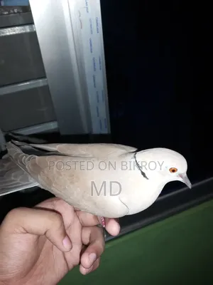 1 Dove bird with chicks
