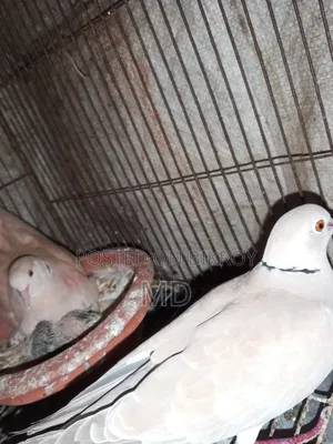 1 Dove bird with chicks