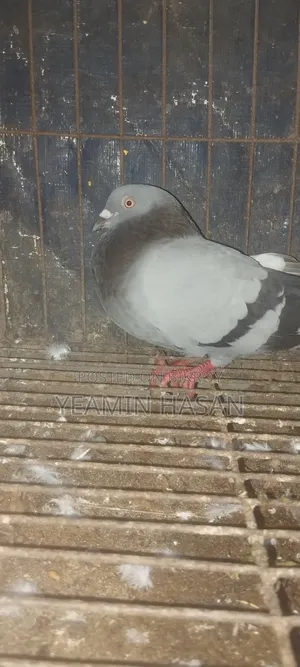 Huma Pigeon Pair
