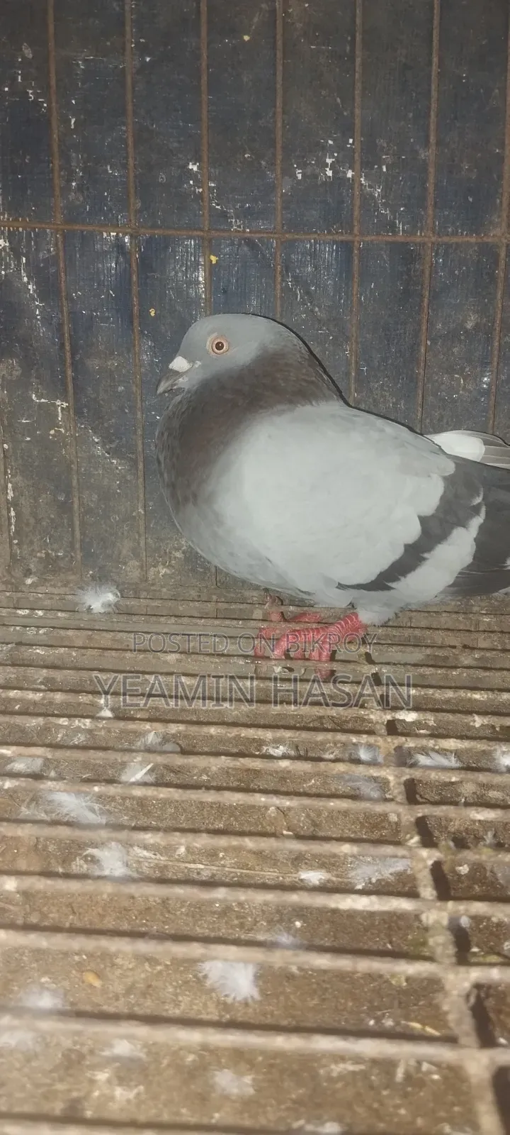 Huma Pigeon Pair