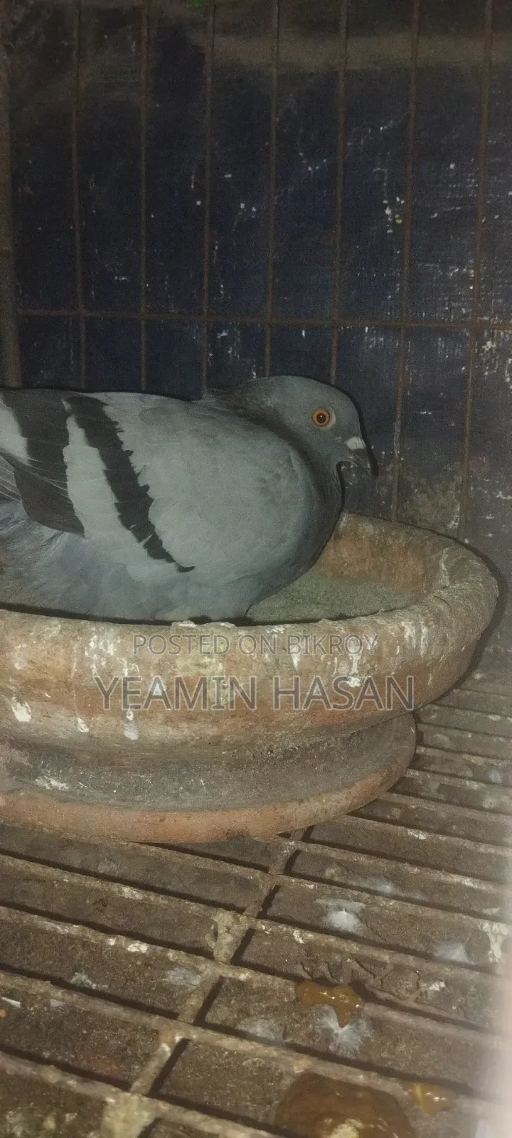 Huma Pigeon Pair