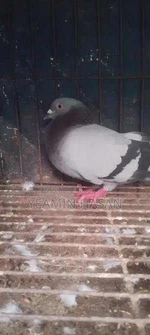 Huma Pigeon Pair