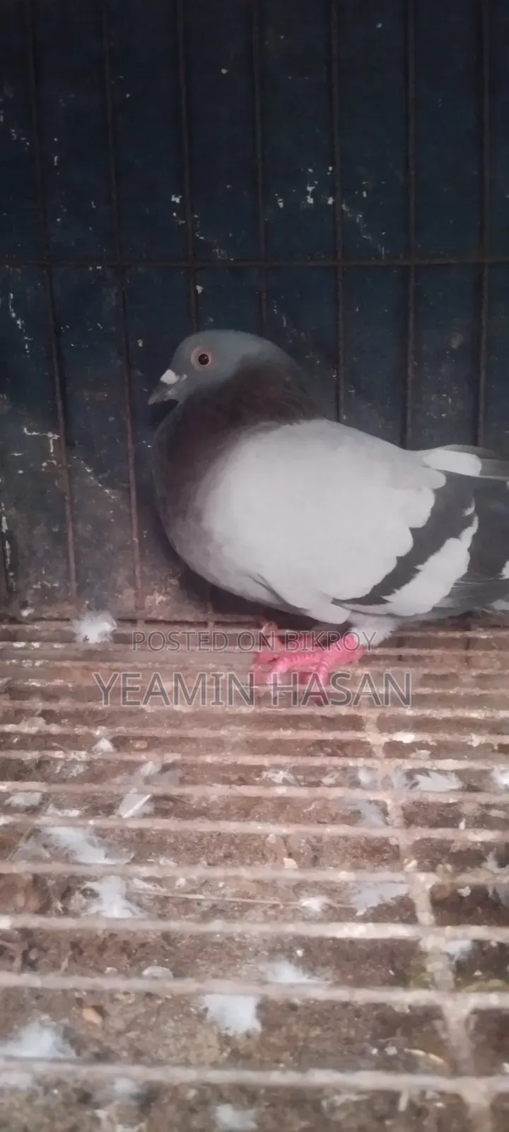 Huma Pigeon Pair