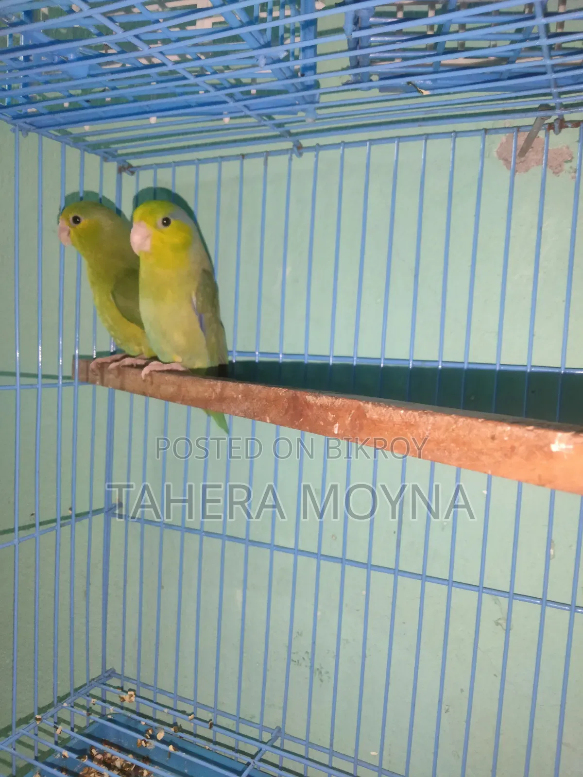 Pair of 8-month-old Forpars