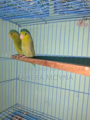 Pair of 8-month-old Forpars