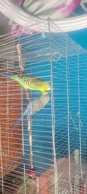 Adult Budgerigar With Full Setup and Cage