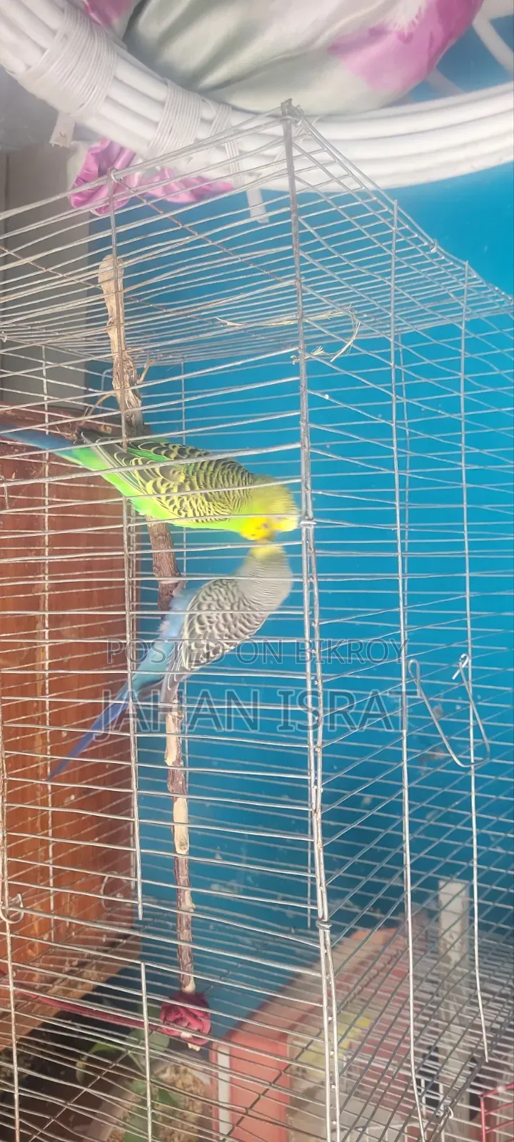 Adult Budgerigar With Full Setup and Cage