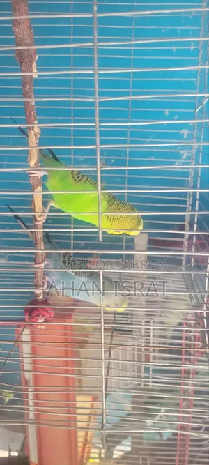 Adult Budgerigar With Full Setup and Cage
