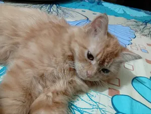 6-12 months Female Purebred Persian
