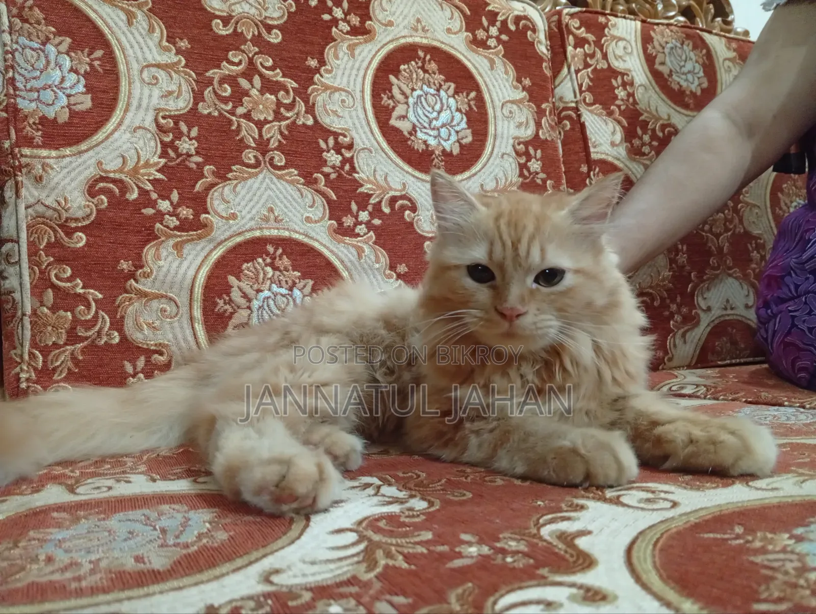6-12 months Female Purebred Persian