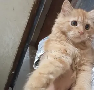 6-12 months Female Purebred Persian