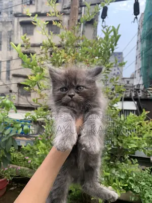 1-3 Months Female Purebred Russian Blue