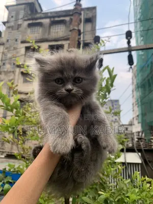 1-3 Months Female Purebred Russian Blue