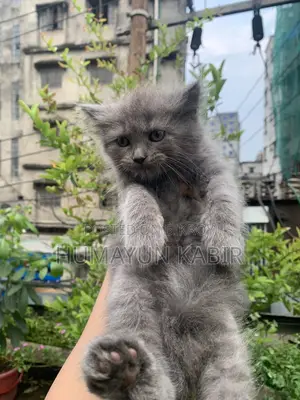 1-3 Months Female Purebred Russian Blue