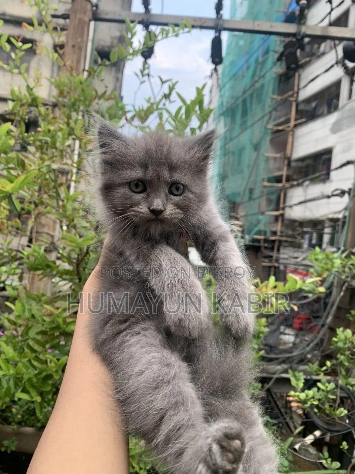 1-3 Months Female Purebred Russian Blue